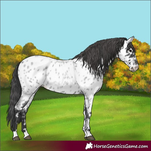 Horse Color:Blue Roan Appaloosa 