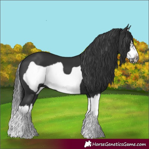 Horse Color:Black Splash Frame 