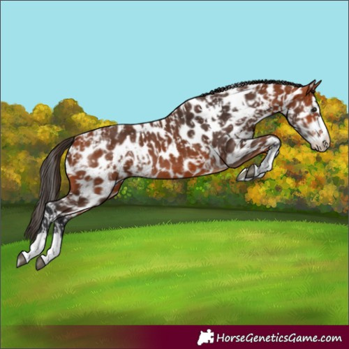 Horse Color:Bay Leopard and Bay Leopard