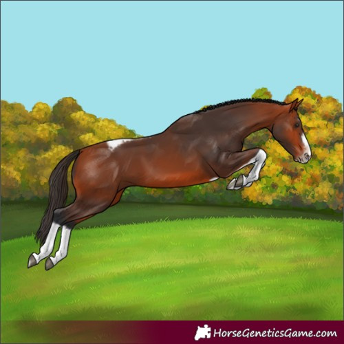 Horse Color:Bay Tobiano Frame 
