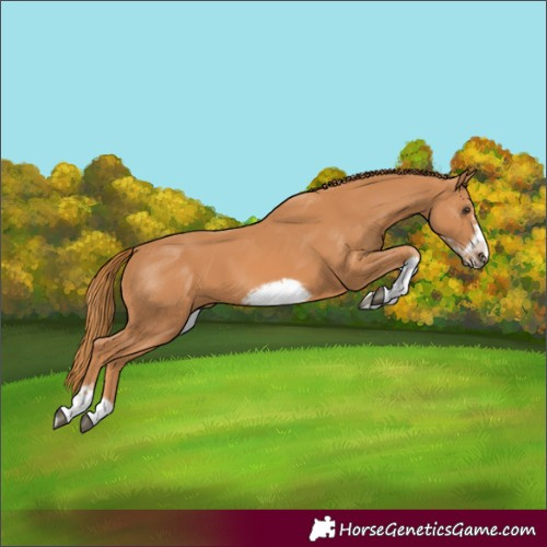 Horse Color:Chestnut Tobiano Frame 