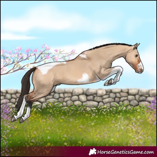 Horse Color:Bay Dun Tobiano Frame 
