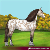 Horse Color:Bay Dun Appaloosa
