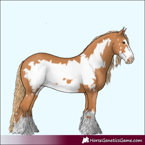 Horse Color:Chestnut Frame