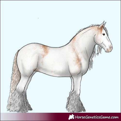 Horse Color:White Spotted Chestnut Splash 