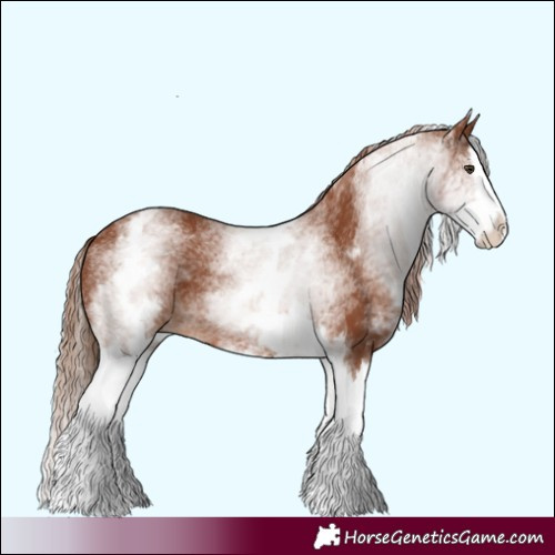 Horse Color:White Spotted Chestnut Splash 