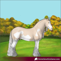 Horse Color:Silver Classic Champagne Dun Splash Frame