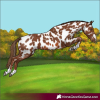 Horse Color:Chestnut Near Leopard 