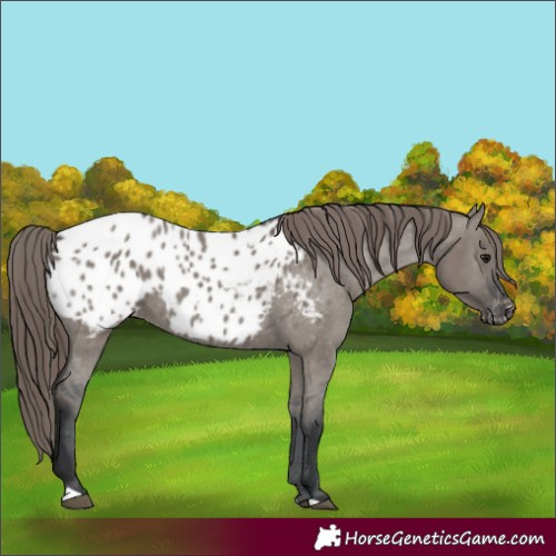 Horse Color:Grullo Blanket