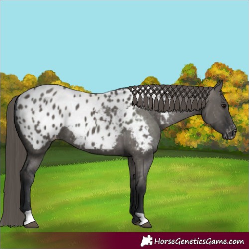 Horse Color:Grullo Blanket