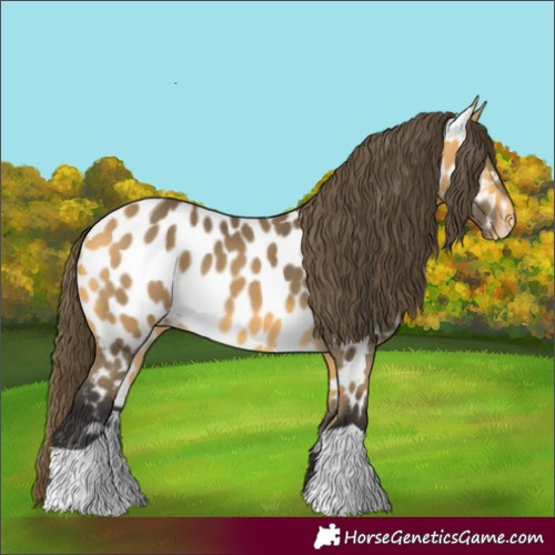 Horse Color:Buckskin Appaloosa