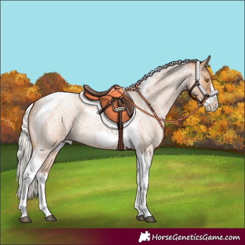 Horse Color:Silver Blue Roan Pearl Tobiano Frame 
