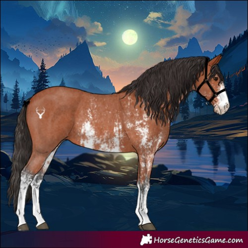 Horse Color:Bay Sabino Rabicano  and Bay Sabino Rabicano 