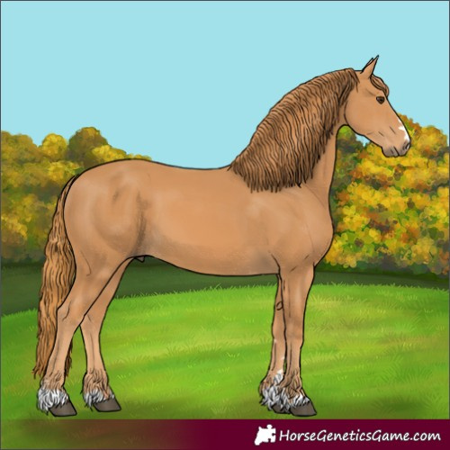 Horse Color:Chestnut 