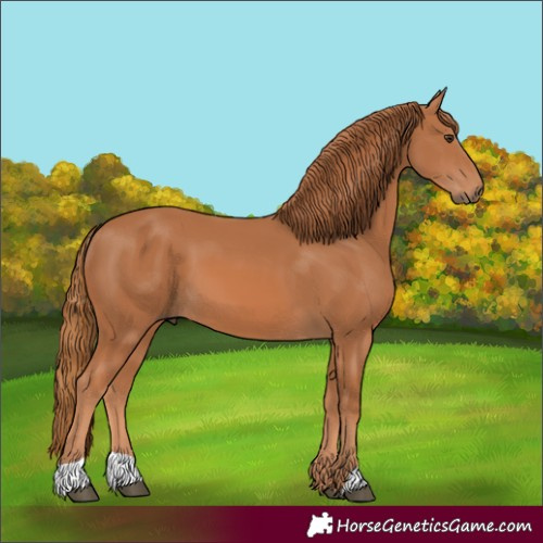 Horse Color:Chestnut 