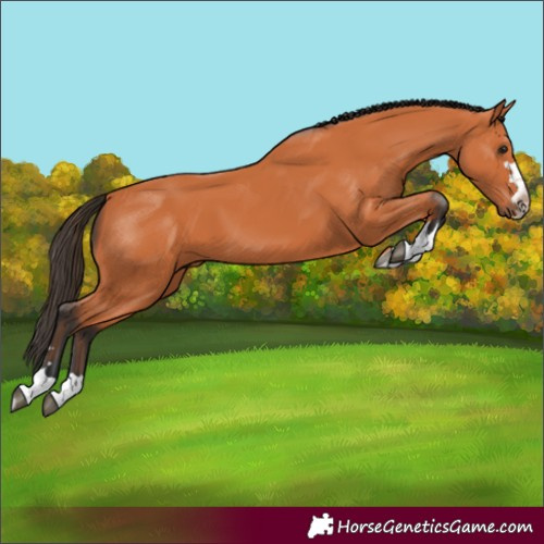 Horse Color:Bay 