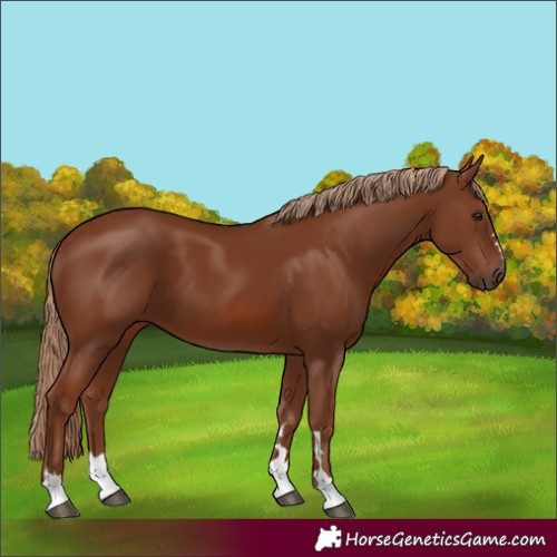 Horse Color:Chestnut 
