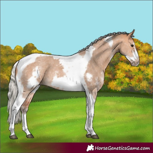 Horse Color:Silver Bay Dun Sabino Tobiano Frame Rabicano
