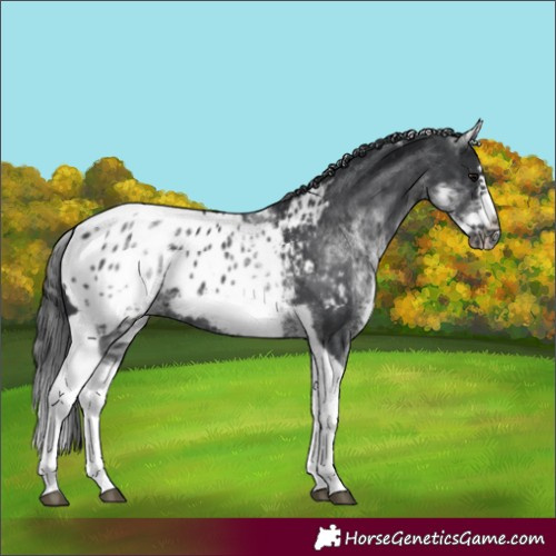 Horse Color:White Spotted Black Splash Tobiano Frame Appaloosa 