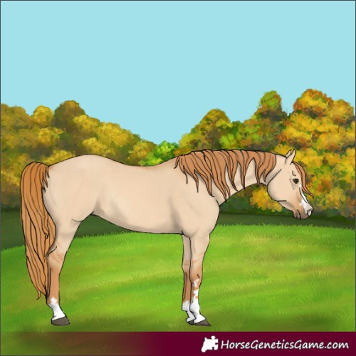 Horse Color:Unknown 