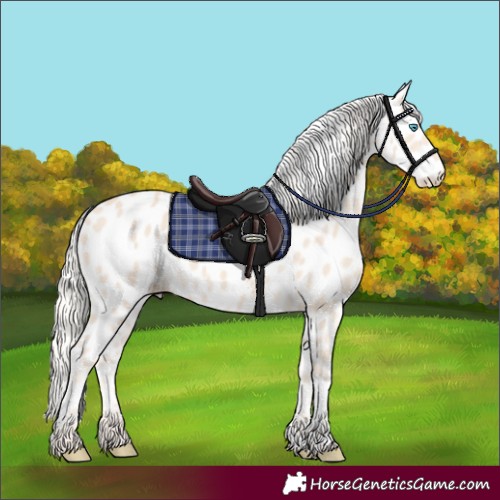 Horse Color:Cremello Appaloosa