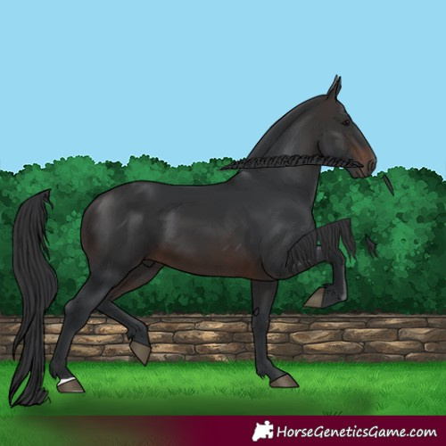 Horse Color:Brown