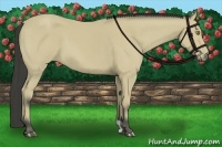 Horse Color:Buckskin 