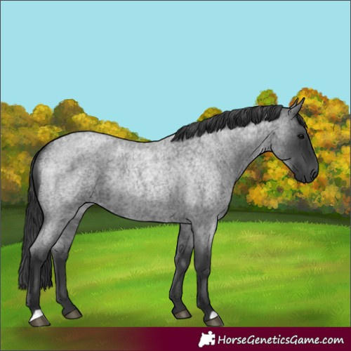 Horse Color:Blue Roan Rabicano