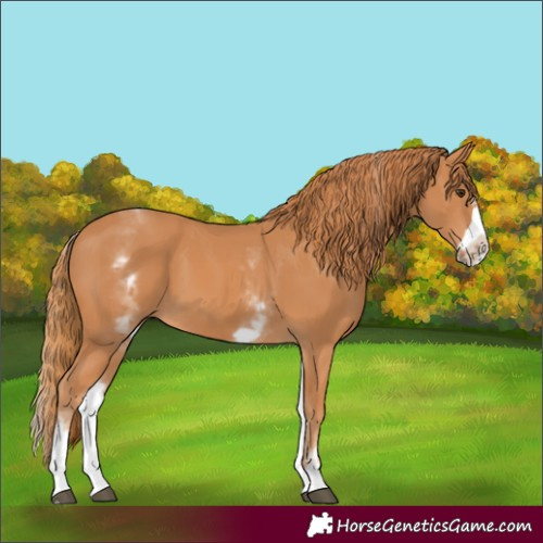 Horse Color:White Spotted Chestnut Frame