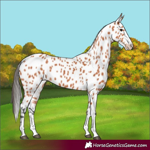 Horse Color:Bay Leopard 