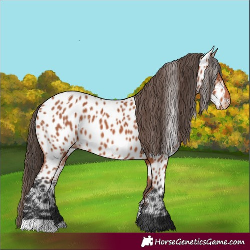 Horse Color:Bay Appaloosa