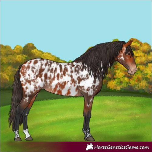 Horse Color:Bay Appaloosa and Bay Appaloosa