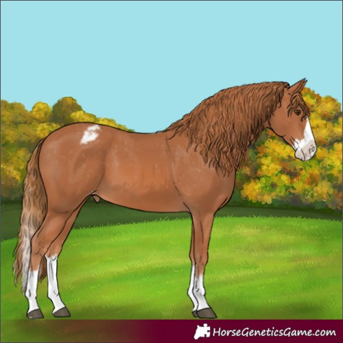 Horse Color:Chestnut Splash Appaloosa 