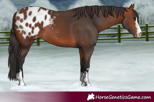 Horse Color:Bay Blanket