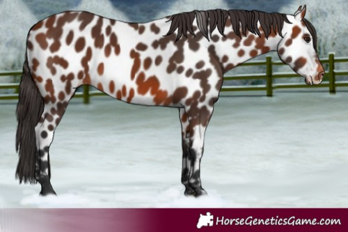 Horse Color:Bay Leopard 