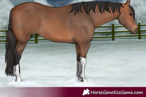 Horse Color:Bay Tobiano 