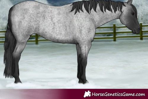 Horse Color:Blue Roan 