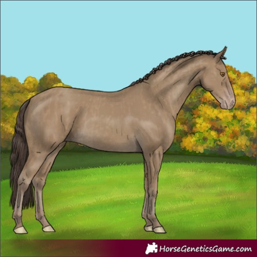 Horse Color:Classic Cream Champagne  and Classic Cream Champagne Rabicano 