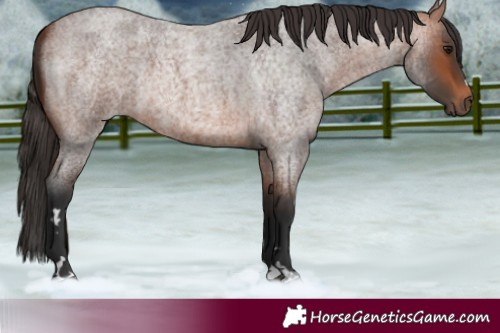 Horse Color:Bay Roan 