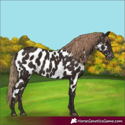 Horse Color:Liver Chestnut Appaloosa