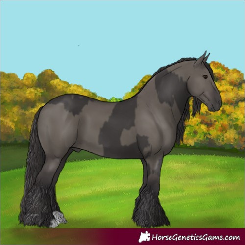 Horse Color:Smoky Black and Smoky Grullo