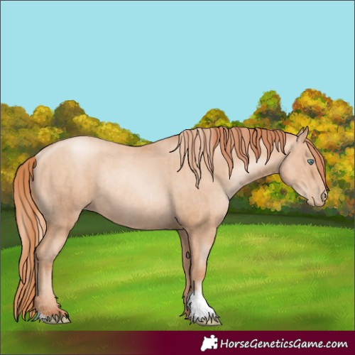 Horse Color:Gold Champagne Pearl Rabicano  and Classic Champagne Pearl Rabicano 