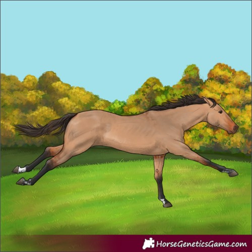 Horse Color:Bay Dun and Bay Dun
