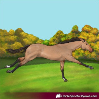 Horse Color:Bay Dun  and Bay Dun 