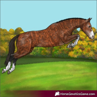 Horse Color:Bay and Gray Bay