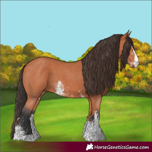 Horse Color:Bay Sabino 