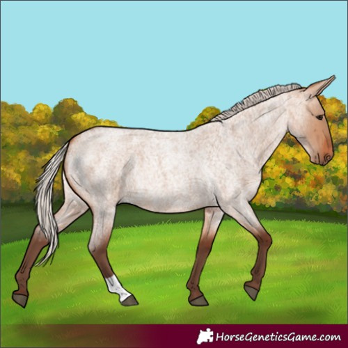 Horse Color:Silver Bay Roan Dun