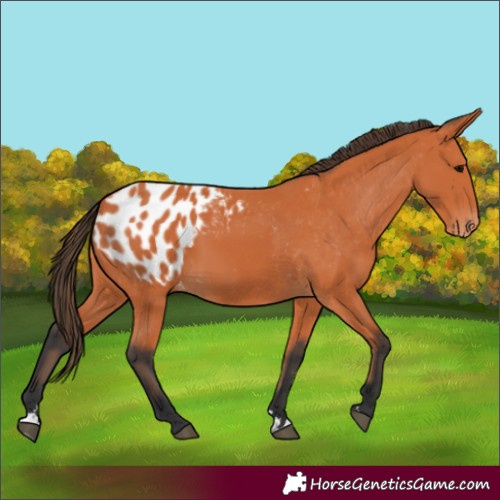Horse Color:Bay Blanket 