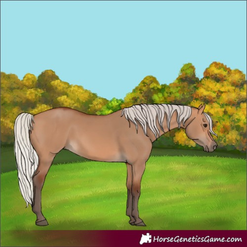Horse Color:Silver Bay Dun