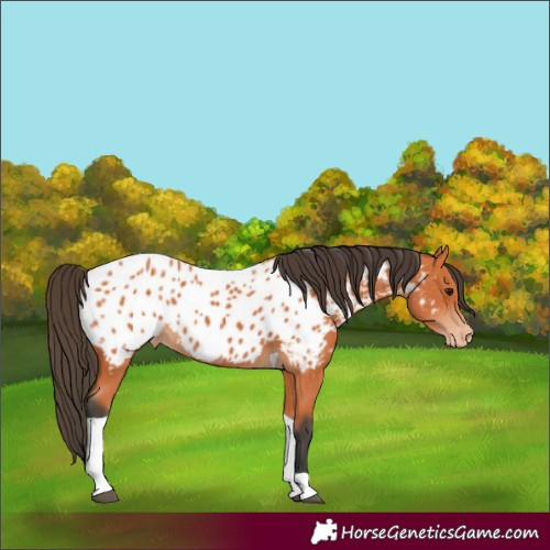 Horse Color:Bay Tobiano Near Leopard